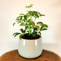 Nantes Taupe Planter - 10cm - Sprouts of Bristol