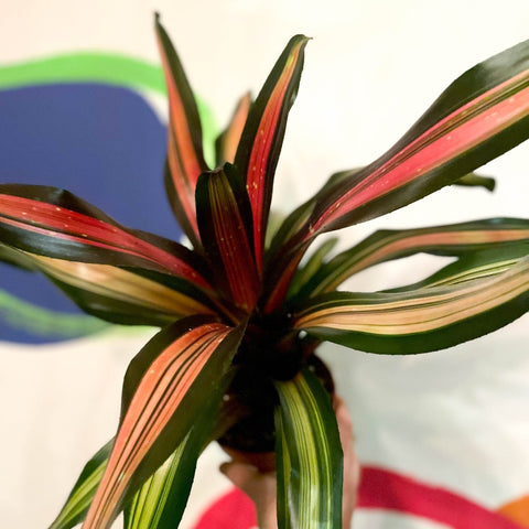 Neoregelia 'Milagro' - Sprouts of Bristol