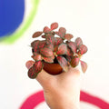Nerve Plant - Fittonia argyroneura - Sprouts of Bristol