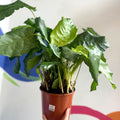 Network Calathea - Calathea musaica - Sprouts of Bristol