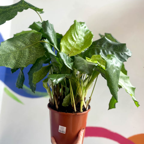 Network Calathea - Calathea musaica - Sprouts of Bristol
