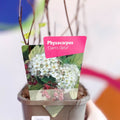 Ninebark - Physocarpus opulifolius 'Dart's Gold' - Deciduous Shrub - Sprouts of Bristol