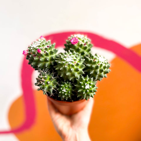 Nipple Cactus - Mammillaria Polythele 'Toluca' - Sprouts of Bristol