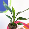 Orange Bird of Paradise - Strelitzia reginae - Sprouts of Bristol