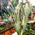 Orange Bird of Paradise - Strelitzia reginae - Sprouts of Bristol