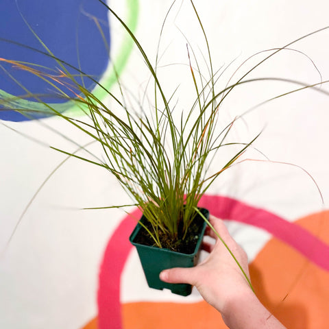 Orange New Zealand Sedge - Carex testacea - Cotswold Grown Perennial - Sprouts of Bristol