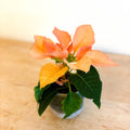 Orange Poinsettia - Euphorbia pulcherrima 'Autumn Leaves' - Sprouts of Bristol
