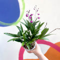 Orchid - Dendrobium 'Berry Oda' - Sprouts of Bristol