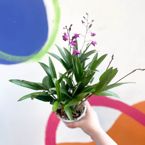 Orchid - Dendrobium 'Berry Oda' - Sprouts of Bristol