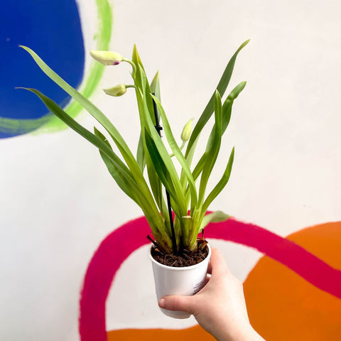 Orchid - Orchidaceae - Sprouts of Bristol