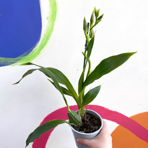 Orchid - Zygopetalum - Sprouts of Bristol