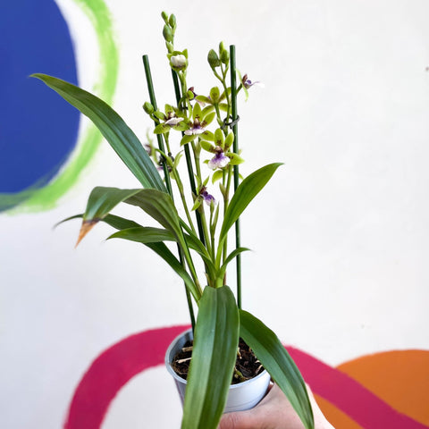 Orchid - Zygopetalum sellowii - Sprouts of Bristol