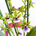 Orchid - Zygopetalum sellowii - Sprouts of Bristol