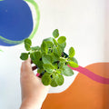 Oregano - Origanum vulgare - Cotswolds Grown Culinary Herbs - Sprouts of Bristol