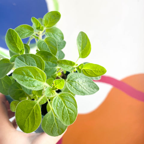Oregano - Origanum vulgare - Cotswolds Grown Culinary Herbs - Sprouts of Bristol