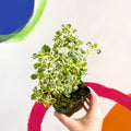 Oregano - Origanum vulgare variegata - Cotswolds Grown Culinary Herbs - Sprouts of Bristol