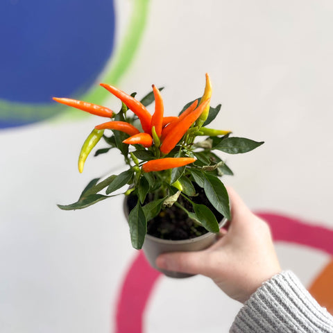 Ornamental Chilli - Capsicum annuum - British Grown - Sprouts of Bristol