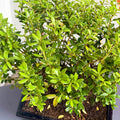 Outdoor Bonsai - Ilex - Sprouts of Bristol
