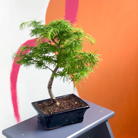 Outdoor Bonsai - Pseudolarix - Sprouts of Bristol