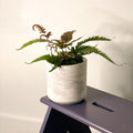Painted Brake Fern - Pteris quadriaurita 'Tricolor' - Sprouts of Bristol