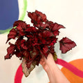 Painted Leaf - Begonia 'Regal Minuet' - Sprouts of Bristol
