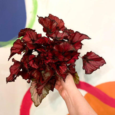 Painted Leaf - Begonia 'Regal Minuet' - Sprouts of Bristol