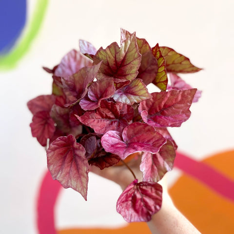 Painted Leaf - Begonia rex 'Inca Flame' - Sprouts of Bristol