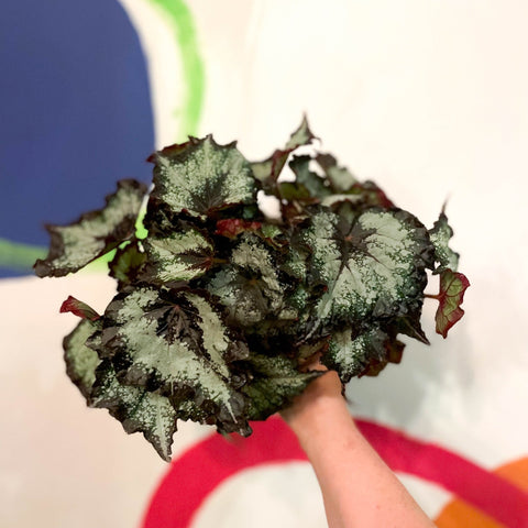 Painted Leaf - Begonia 'Sumatra Green' - Sprouts of Bristol
