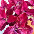 Painted Nettle - Coleus 'Angel of the North' - Welsh Grown - Sprouts of Bristol