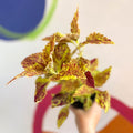 Painted Nettle - Coleus 'City of Sunderland' - Welsh Grown - Sprouts of Bristol