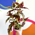 Painted Nettle - Coleus 'Combat' - Welsh Grown - Sprouts of Bristol