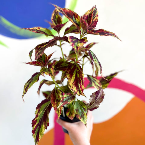 Painted Nettle - Coleus 'Combat' - Welsh Grown - Sprouts of Bristol