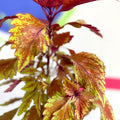 Painted Nettle - Coleus 'Long Island Iced Tea' - Welsh Grown - Sprouts of Bristol