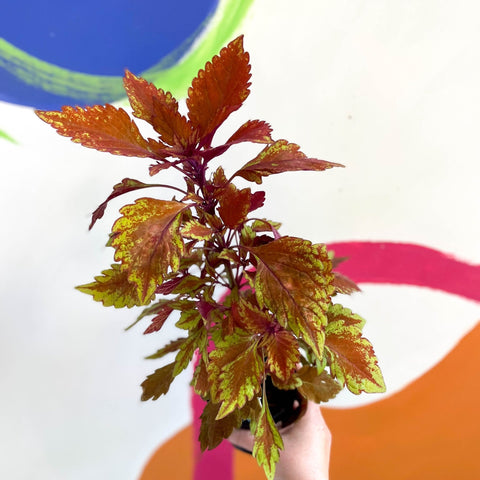Painted Nettle - Coleus 'Long Island Iced Tea' - Welsh Grown - Sprouts of Bristol