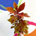 Painted Nettle - Coleus 'Long Island Iced Tea' - Welsh Grown - Sprouts of Bristol