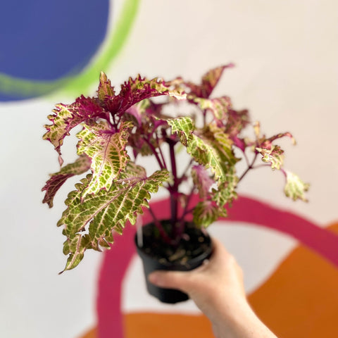 Painted Nettle - Coleus 'Peter's Wonder' - Welsh Grown - Sprouts of Bristol