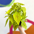 Painted Nettle - Coleus 'Roy Pedley' - Welsh Grown - Sprouts of Bristol
