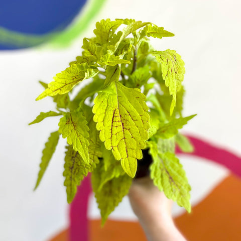 Painted Nettle - Coleus 'Roy Pedley' - Welsh Grown - Sprouts of Bristol