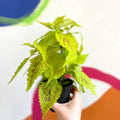Painted Nettle - Coleus 'Roy Pedley' - Welsh Grown - Sprouts of Bristol
