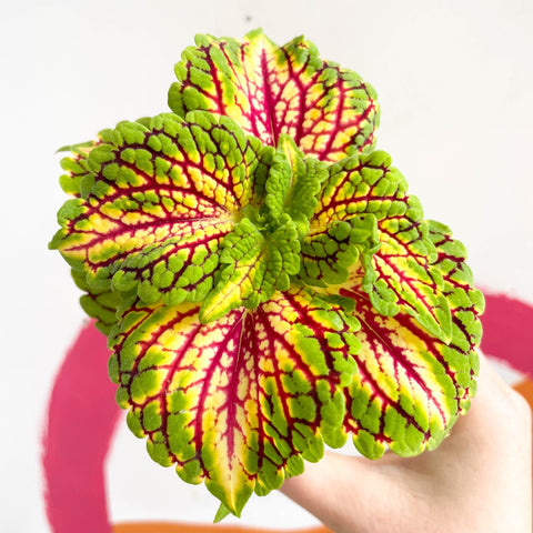 Painted Nettle - Coleus 'Spacecake' - Sprouts of Bristol