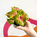 Painted Nettle - Coleus 'Spacecake' - Sprouts of Bristol