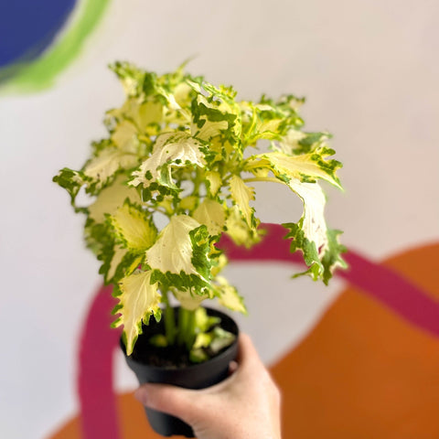 Painted Nettle - Coleus 'Timotei' - Welsh Grown - Sprouts of Bristol