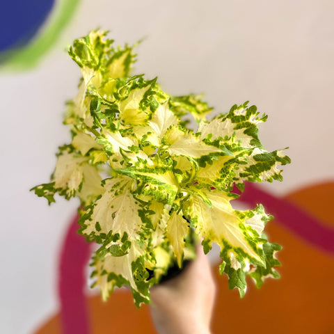 Painted Nettle - Coleus 'Timotei' - Welsh Grown - Sprouts of Bristol