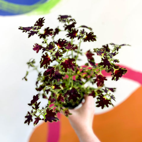 Painted Nettle - Coleus unnamed #1 - Welsh Grown - Sprouts of Bristol