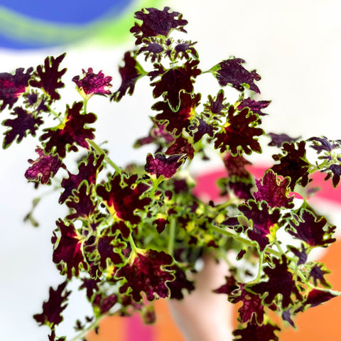 Painted Nettle - Coleus unnamed #1 - Welsh Grown - Sprouts of Bristol