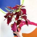Painted Nettle - Coleus unnamed #10 - Welsh Grown - Sprouts of Bristol