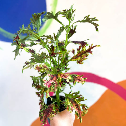 Painted Nettle - Coleus unnamed #12 - Welsh Grown - Sprouts of Bristol