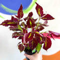 Painted Nettle - Coleus unnamed #2 - Welsh Grown - Sprouts of Bristol