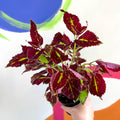 Painted Nettle - Coleus unnamed #2 - Welsh Grown - Sprouts of Bristol