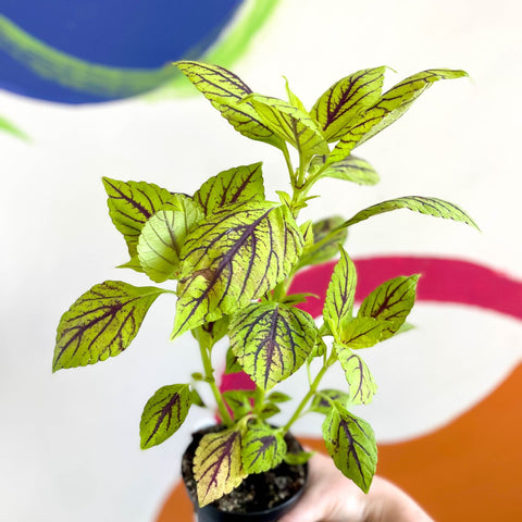 Painted Nettle - Coleus unnamed #6 - Welsh Grown - Sprouts of Bristol